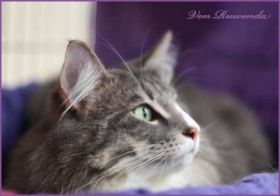 Tyrone av Byglandsfjord bei den Norwegischen Waldkatzen von Ruwenda im Körbchen - Vaduz 2012