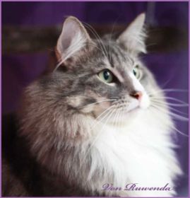 Tyrone av Byglandsfjord bei den Norwegischen Waldkatzen von Ruwenda - Vaduz 2012