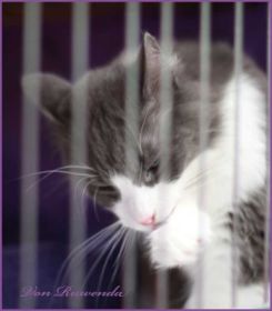 Kadiya von den Norwegischen Waldkatzen von Ruwenda beim putzen - Vaduz 2012