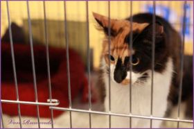 Cleopatra von den Norwegischen Waldkatzen von Ruwenda auf Ausstellung in Bregenz