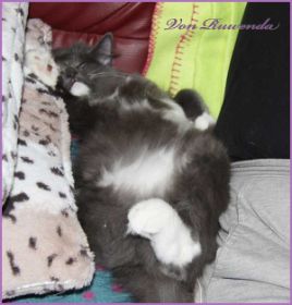 Kätzchen Sir Lancelot von den Norwegischen Waldkatzen von Ruwenda kuschelt auf dem Sofa