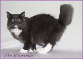 Kätzchen Sir Lancelot von den Norwegischen Waldkatzen von Ruwenda mit 5 Monaten