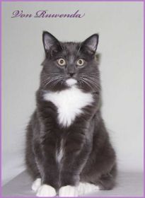 Kitten Sir Lancelot von den Norwegischen Waldkatzen von Ruwenda mit 5 Monaten