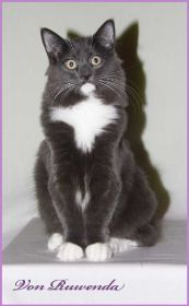 Katzenbaby Sir Lancelot von den Norwegischen Waldkatzen von Ruwenda mit 5 Monaten