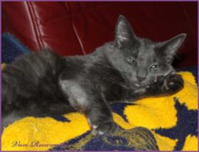 Lady Guinevere von den Norwegischen Waldkatzen von Ruwenda auf Decke