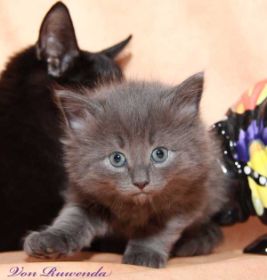 Lady Guinevere von den Norwegischen Waldkatzen von Ruwenda mit Stier