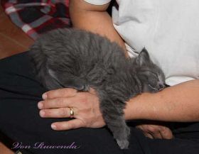 Lady Guinevere von den  Norwegischen Waldkatzen von Ruwenda schläft bei Herrchen