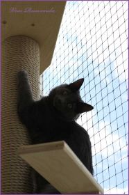 Jeanie von den Norwegischen Waldkatzen von Ruwenda auf Balkon