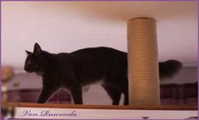 Jeanie von den Norwegischen Waldkatzen von Ruwenda auf Catwalk