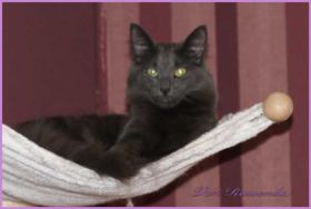 Jeanie von den Norwegischen Waldkatzen von Ruwenda in Hängematte