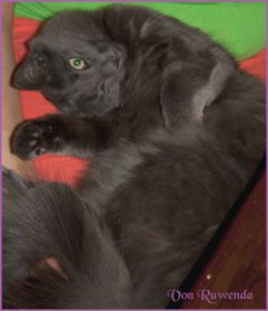 Lady G von den Norwegischen Waldkatzen von Ruwenda auf Frauchens Schoß