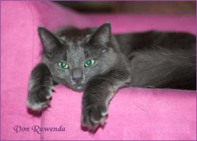 Lady Guinevere von den Norwegischen Waldkatzen von Ruwenda auf dem rosa Sofa