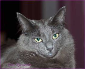 Lady Guinevere von den Norwegischen Waldkatzen von Ruwenda im August 2012