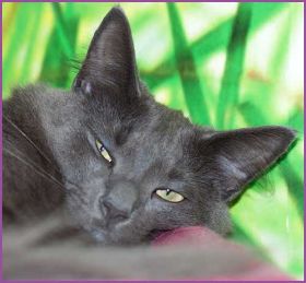 Jeanny von den Norwegischen Waldkatzen von Ruwenda im August 2012