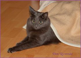 Jeannie von den Norwegischen Waldkatzen von Ruwenda