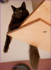 Lady Guinevere von den Norwegischen Waldkatzen von Ruwenda