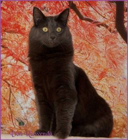 Lady Guinevere von den Norwegischen Waldkatzen von Ruwenda