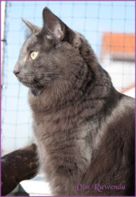Lady Guinevere von den Norwegischen Waldkatzen von Ruwenda