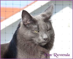 Lady Guinevere von den Norwegischen Waldkatzen von Ruwenda