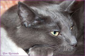 Lady Guinevere von den Norwegischen Waldkatzen von Ruwenda