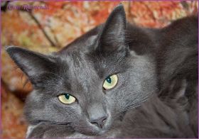 Lady Guinevere von den Norwegischen Waldkatzen von Ruwenda