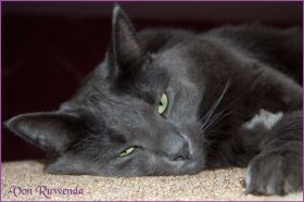 Lady Guinevere von Ruwenda