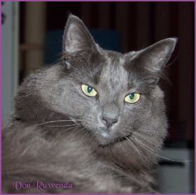 Lady Guinevere von den Norwegischen Waldkatzen von Ruwenda