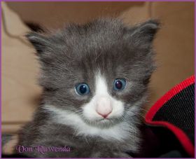 Katerchen Marco (Schlumpfo) von den Norwegischen Waldkatzen von Ruwenda