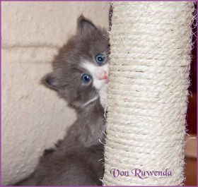 Katerchen Marco (Schlumpfo) von den Norwegischen Waldkatzen von Ruwenda