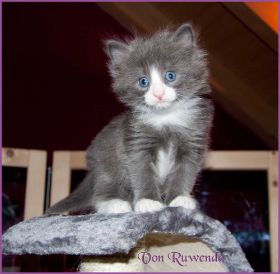 Katerchen Marco (Schlumpfo) von den Norwegischen Waldkatzen von Ruwenda