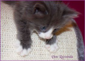 Katerchen Marco (Schlumpfo) von den Norwegischen Waldkatzen von Ruwenda