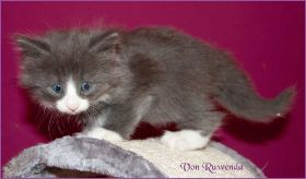 Katerchen Marco (Schlumpfo) von den Norwegischen Waldkatzen von Ruwenda