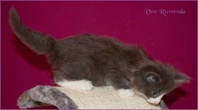 Katerchen Marco (Schlumpfo) von den Norwegischen Waldkatzen von Ruwenda