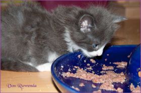 Katerchen Marco (Schlumpfo) von den Norwegischen Waldkatzen von Ruwenda