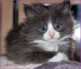 Katerchen Marco von den Norwegischen Waldkatzen von Ruwenda