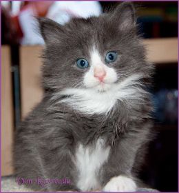 Katerchen Marco von den Norwegischen Waldkatzen von Ruwenda