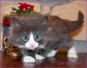 Katerchen Marco von den Norwegischen Waldkatzen von Ruwenda
