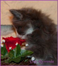 Katerchen Marco von den Norwegischen Waldkatzen von Ruwenda