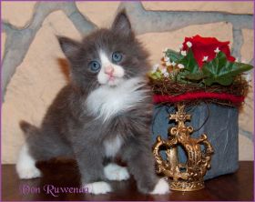 Katerchen Marco von den Norwegischen Waldkatzen von Ruwenda