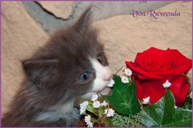 Katerchen Marco von den Norwegischen Waldkatzen von Ruwenda