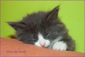 Katerchen Marco von den Norwegischen Waldkatzen von Ruwenda