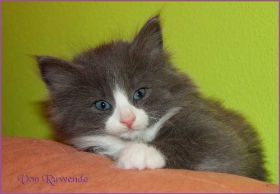 Katerchen Marco von den Norwegischen Waldkatzen von Ruwenda