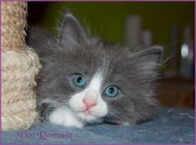 Katerchen Marco von den Norwegischen Waldkatzen von Ruwenda