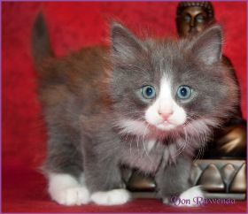 Katerchen Marco von den Norwegischen Waldkatzen von Ruwenda