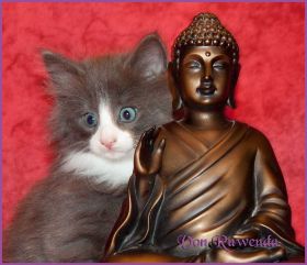 Katerchen Marco von den Norwegischen Waldkatzen von Ruwenda