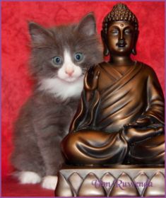 Katerchen Marco von den Norwegischen Waldkatzen von Ruwenda