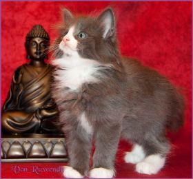 Katerchen Marco von den Norwegischen Waldkatzen von Ruwenda