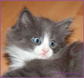 Katerchen Marco von den Norwegischen Waldkatzen von Ruwenda