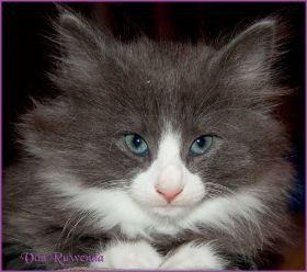 Katerchen Marco von den Norwegischen Waldkatzen von Ruwenda