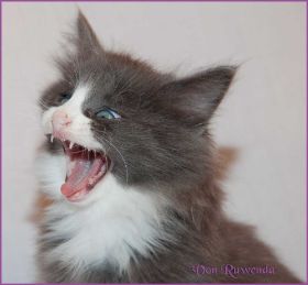 Katerchen Marco von den Norwegischen Waldkatzen von Ruwenda